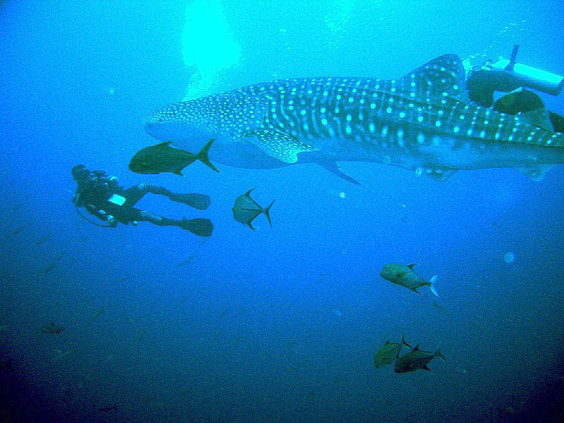 Whale Shark